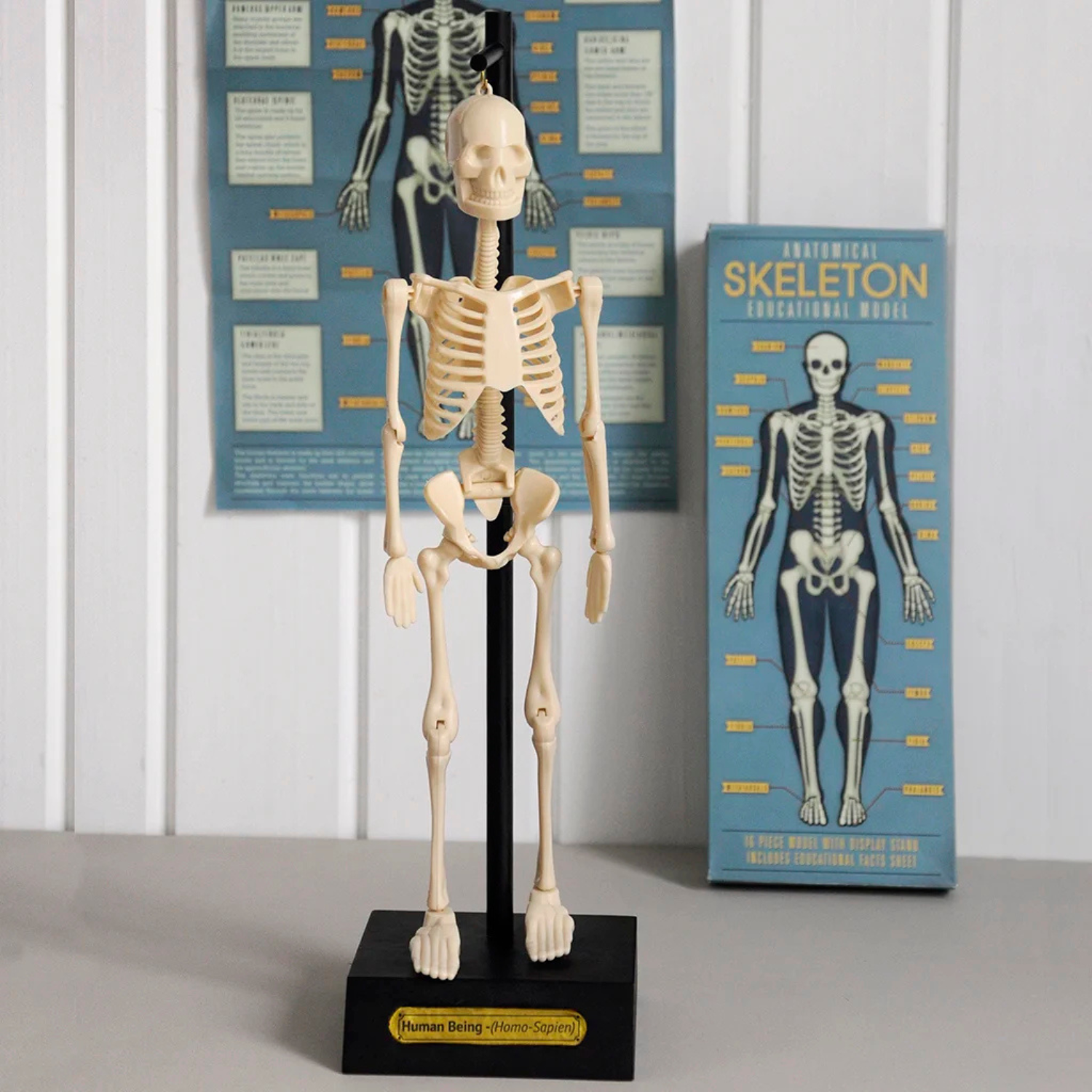85cm Tall Anatomical Human Skeleton With Flexible Spine Model