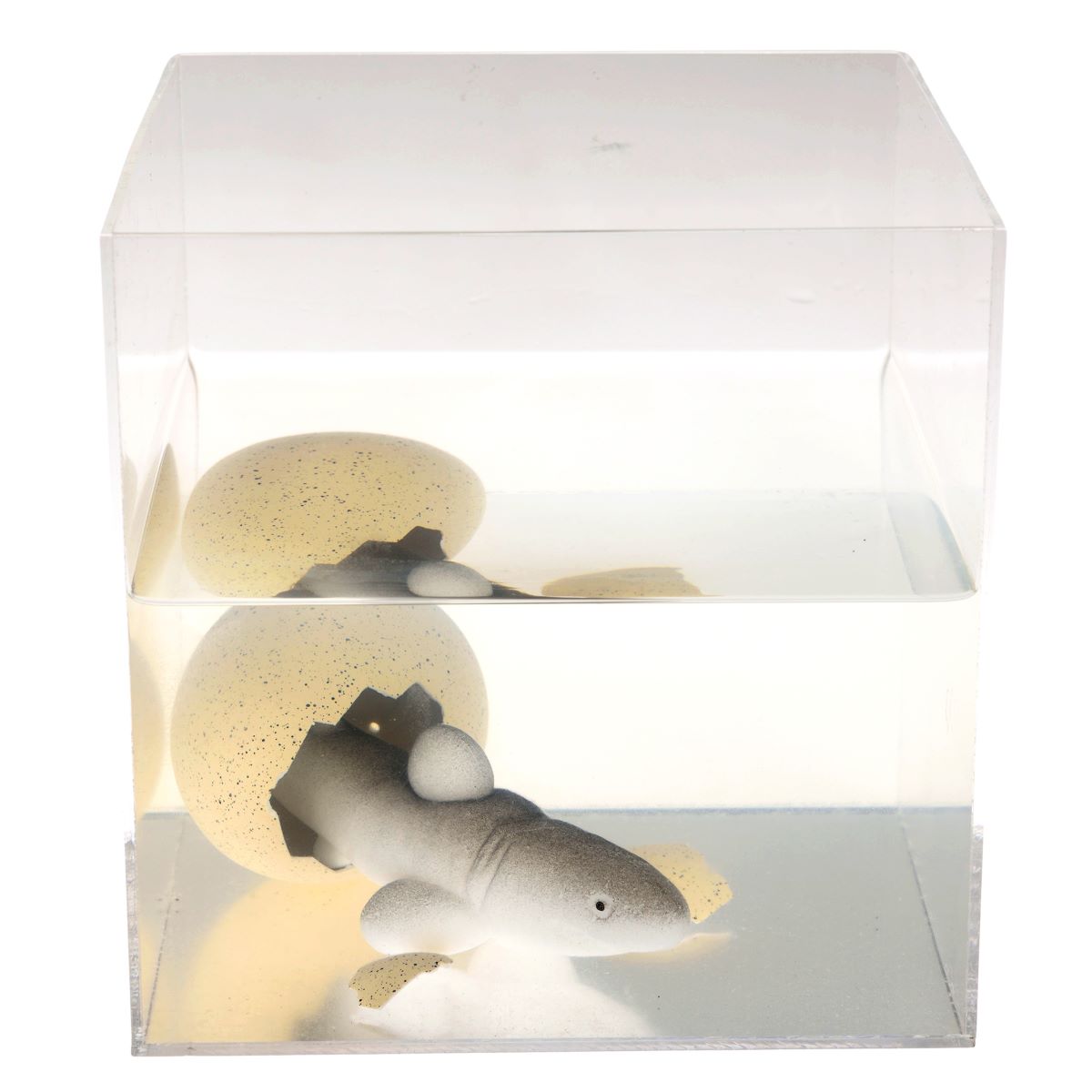 Shark toy inside a clear box with a light source
