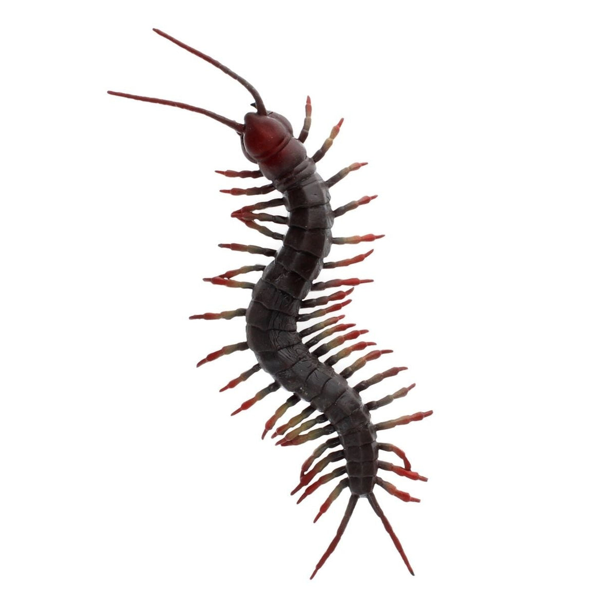 Centipede on a white background