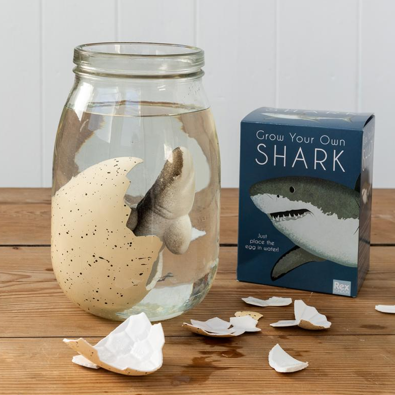 Grow Your Own Shark kit with jar and shark model on a wooden surface