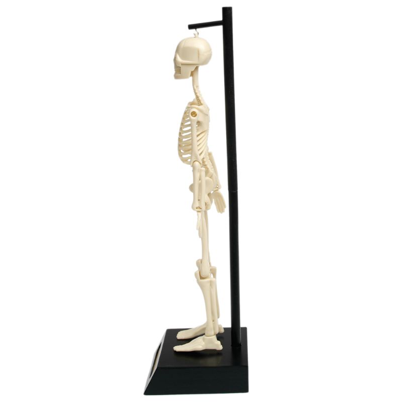 Anatomical Skeleton Educational Model
