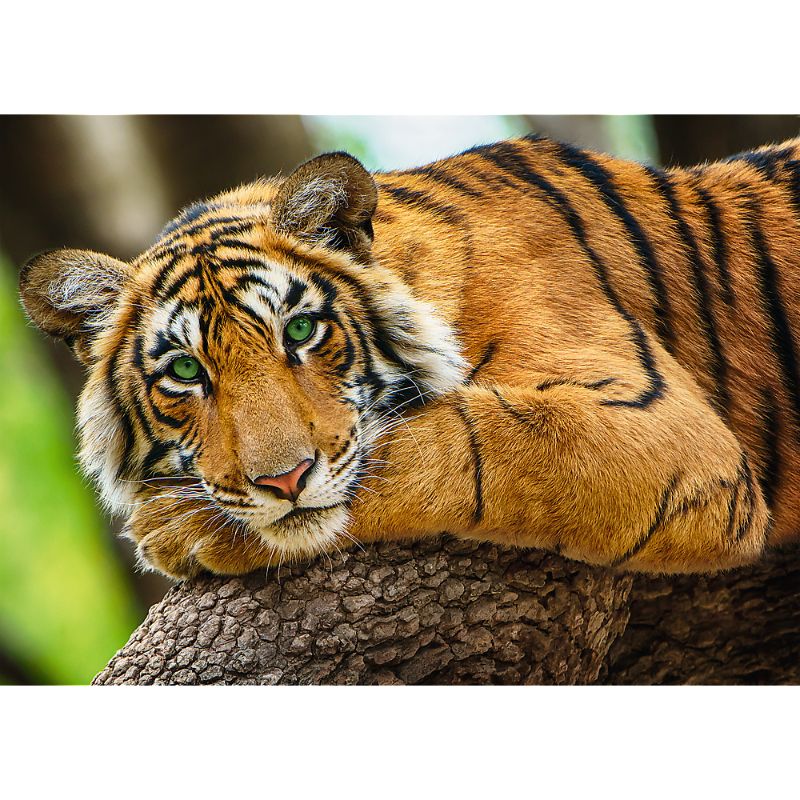 Trefl &quot;500&quot; Tiger Portrait