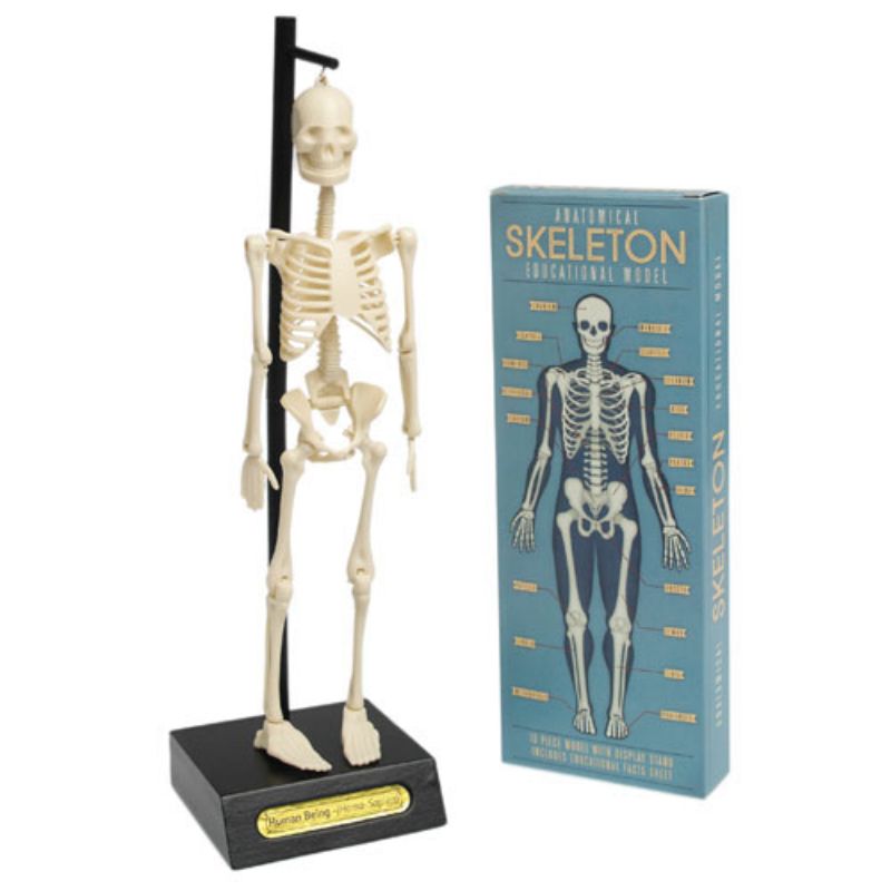 Anatomical Skeleton Educational Model hanging up next to box